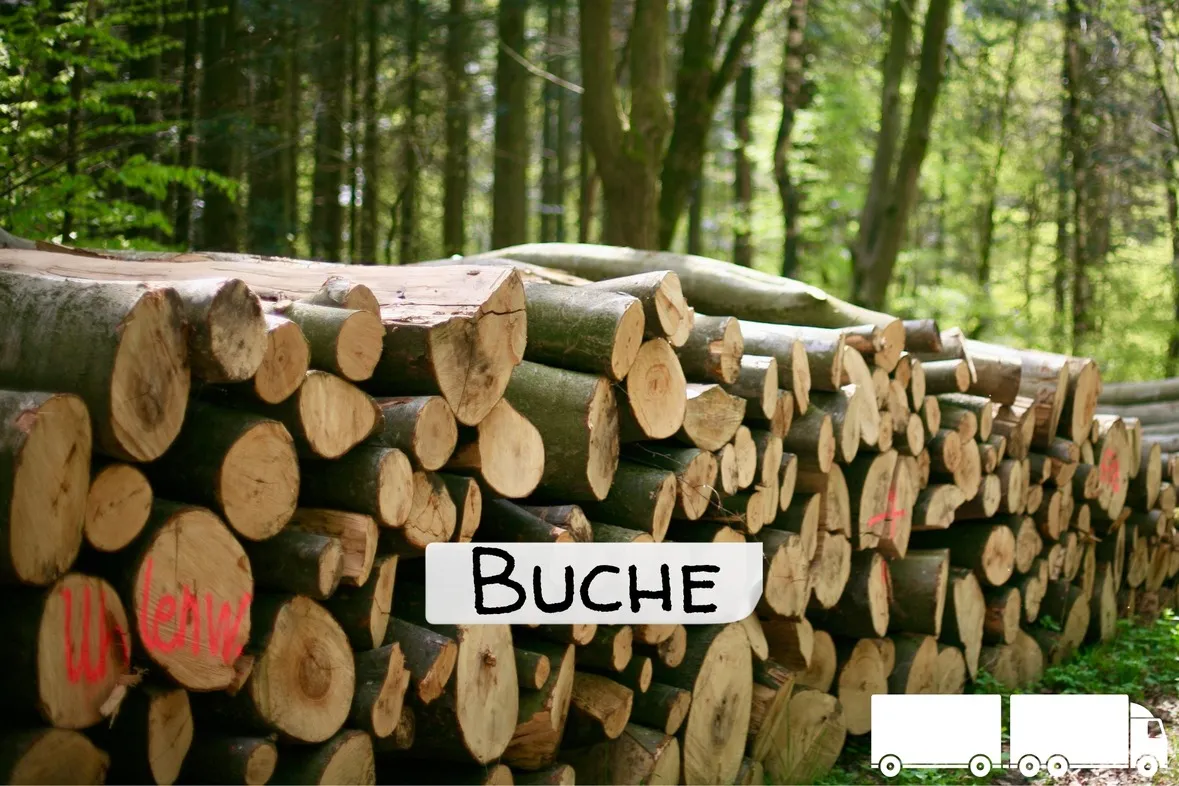 Stammholz Buche – LKW-Ladung (wahlweise ganz oder halb)