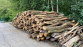 Waldkiefer-Stammholz – Bild 1