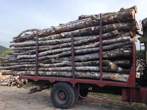 Akazie – LKW 50 Rinder – Bild 2
