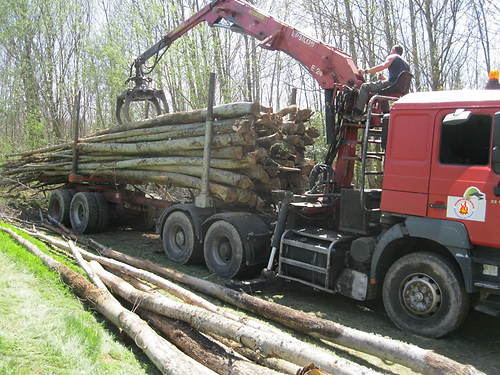 Kastanienstämme – 50 Kubikmeter LKW-Ladung – Bild 2