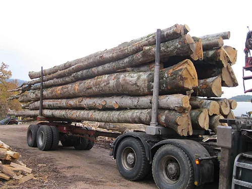 Buchenstämme – 50 Kubikmeter LKW-Ladung – Bild 2