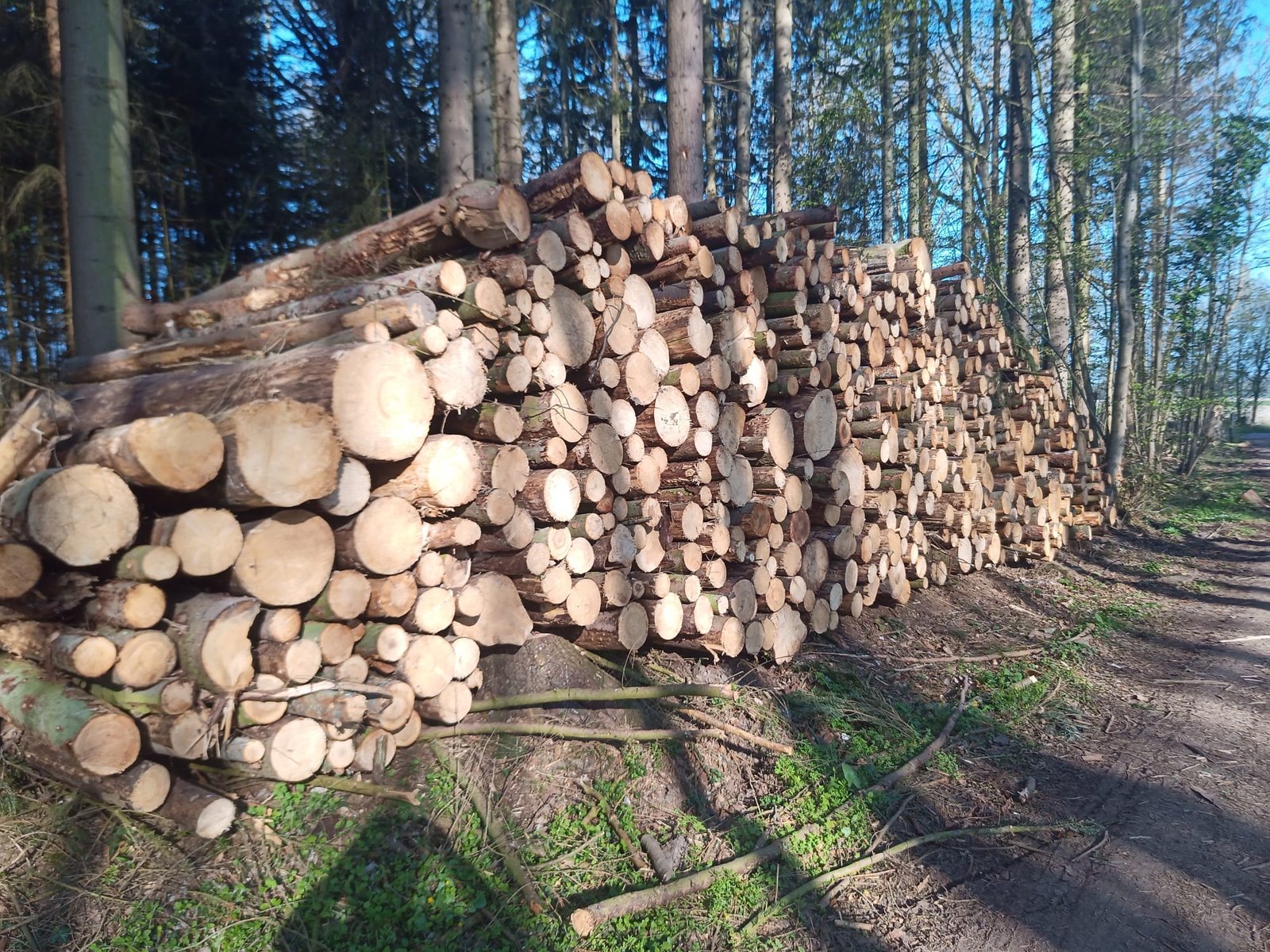 Stammholz – Nadelholz