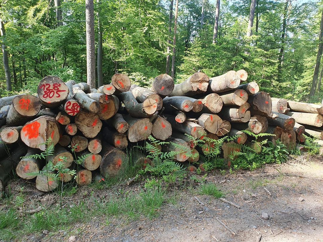Eichen-stammholz – Bild 1