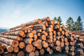 Stammholz Nadelholz – LKW-Ladung flexibel