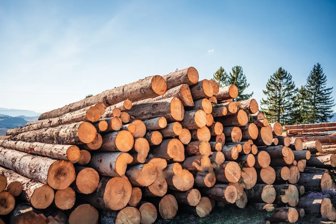 Stammholz Nadelholz – LKW-Ladung flexibel