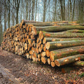 Buchen-stammholz – Bild 1